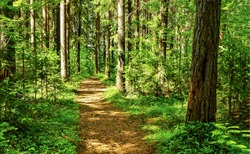 Forest trail scene. Woodland path