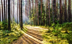 Forest trail in deep woodland with sunlight shadow