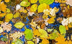 Autumn leaves in a puddle. Autumn leaves in puddle. Puddle autumn leaves top view. Puddle autumn leaves