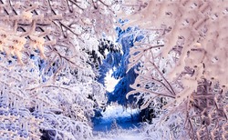 Snow tunnel made of trees in a winter forest. Winter snow tunnel. Winter snow scene. Snowy winter forest trees
