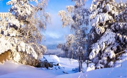 Snowy forest in winter scene. Winter snow forest village. Village in winter snow forest