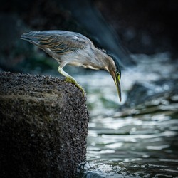 striated heron in search of food 