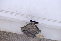 Take a close-up photo of the life and rest of the swallows nesting under the eaves