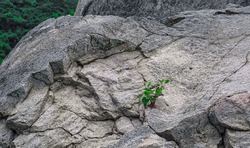 Small plant growth in the rocks