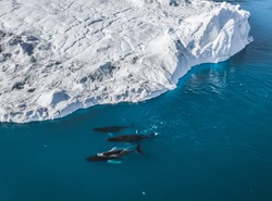 3 Humpback Whale dive near Ilulissat among icebergs. Their source is by the Jakobshavn glacier. The source of icebergs is a global warming and catastrophic thawing of ice, Disko Bay, Greenland