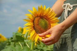 Woman's Hand and Sunflower Flower, Unity with Nature. Farmer Holds Sunflower, Farmer in Sunflower Field. Sunflower Cultivation, Harvest Time, Farming Concept.