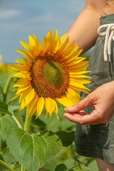 Farmer Holds Sunflower, Farmer in Sunflower Field. Sunflower Cultivation, Harvest Time, Farming Concept. Woman's Hand and Sunflower Flower, Unity with Nature. 