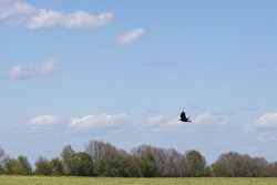 wild bird crow on a background of blue sky. High quality photo