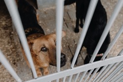 Two homeless dogs in iron enclosures. Animal protection concept. High quality photo
