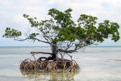 Mangroves are communities of shrubs and trees found in brackish waters and on the shores of seas and oceans.
