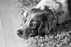 a close up of a female brittany spaniel in black and white
