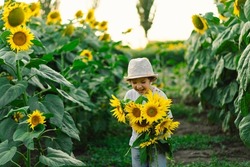Happy little boy walking in field of sunflowers. Child playing with big flower and having fun. Kid exploring nature. Baby having fun. Summer activity for inquisitive children.