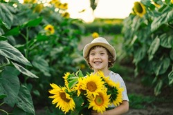 Happy little boy walking in field of sunflowers. Child playing with big flower and having fun. Kid exploring nature. Baby having fun. Summer activity for inquisitive children.
