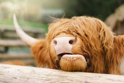 Beautiful Highland cattle on the farm. Animals on farming, agriculture. Highland, Highland breed