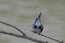 Pied Kingfisher black long pointed mouth The head has a short crest, black eye stripes, white eyebrows, black and white hair alternately striped. When flying, the wings have large white stripes.