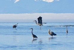 Two Great Blue Herons land as three others stand in the shallows, Olympic Mountains in the background, Whitty's Lagoon, southern Vancouver Island, British Columbia