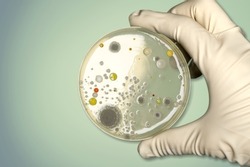 Hand with Petri dish or culture media with bacteria, Test various germs, virus, Coronavirus, COVID-19, Microbial population count, Food science.