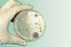 Hand with Petri dish or culture media with bacteria, Test various germs, virus, Coronavirus, COVID-19, Microbial population count, Food science.