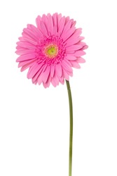 Single Flower, Flower, Pink.