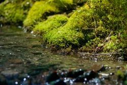 Soft moss on the stones in the mountain river