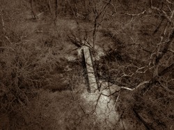 Lighting the Way - light from the sun coming down through the trees to the footbridge across the creek in the forest.  Black and white aerial photo via drone taken in Beavercreek, Ohio