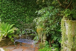 Empty vintage wrought iron bench in an evergreen plants garden