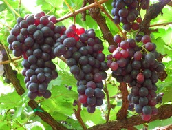 Dark purple grapes ripen on the tree