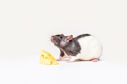 Cheese and mouse. Mouse with a slice of swiss cheese isolated on white. Little mouse trying to move a piece of cheese.
