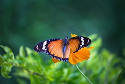 Danaus chrysippus, also known as the plain tiger, African queen, or African monarch, Danainae,  is a medium-sized butterfly widespread in Asia, macro shots, butterfly garden.
