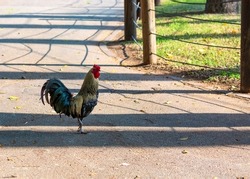 Here Comes The Rooster. A beautiful roosters walks down the road. High Angle View Of - Domestic Chicken crossing the road in the street. Crazy rooster. Elegance bird close up, stepping in paddock. 