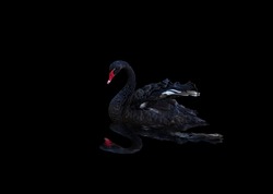 Beautiful black swan (Cygnus atratus) swimming, isolated on a black background. A bird floating reflecting in water. The red bill black Swan floating on water with reflection in the sea at night
