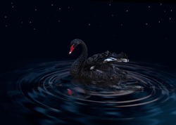 Beautiful black swan (Cygnus atratus) swimming in the river at night under the stars. A bird floating reflecting in water. The red bill black Swan floating on water with reflection in the sea at night
