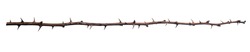 Dry rose branch. Branch with thorns isolated on a white background.