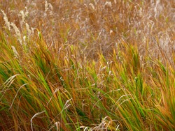 Sunlit Grass Field of Pale Yellow, Orange, and Bright Lime Green in Late Summer Autumn Wind