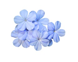 cape leadwort, white plumbago, Plumbago auriculata, Blue flower isolated on white background. 