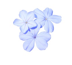 cape leadwort, white plumbago, Plumbago auriculata, Plumbaginaceae, Blue flowers isolated on white background. with clipping path