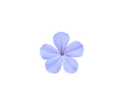 Cape leadwort, White plumbago, Blue flower isolated on white background. with clipping path
