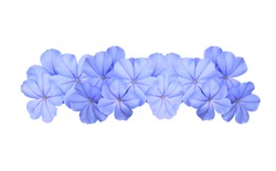 Cape leadwort, White plumbago, Plumbago auriculata, Beautiful tiny blue bouquet flowers, Many bouquet of flowers arranged horizontally, isolated on white background. 