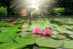 Nymphaea, Water lily, Lotus, Pink lotus flowers and many lotus leaves in the pond In the park with the morning sunshine.