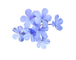 White plumbago, Cape leadwort, Close up bouquet White plumbago flower. Small blue flower on branch isolated on white background. with clipping path