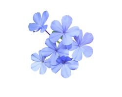 White plumbago, Cape leadwort, Close up bouquet White plumbago flower. Small blue flower on branch isolated on white background.