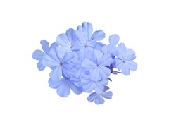 White plumbago, Cape leadwort, auriculata, Top view blue cape leadwort flowers bush isolated on white background. 