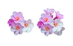 Plumeria, Frangipani, Temple tree,  Closeup pink-violet frangipani flower bouquet isolated on white background. The side of exotic flower bunch.