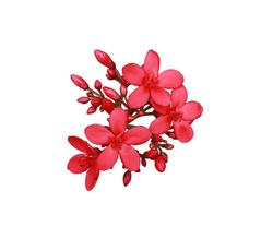 Peregrina, Spicy Jatropha, Jatropha integerrima, Close up small red flowers bouquet isolated on white background with clipping path. Top view exotic flowers.