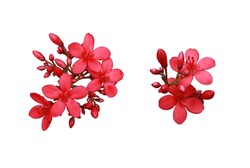 Peregrina, Spicy Jatropha, Jatropha integerrima, Collection of small red-pink flowers bouquet isolated on white background. Top view exotic flowers.