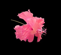 Hibiscus, Chinese Rose, Shoe flower, Close up single head pink-purple flower branch isolated on black background with clipping path. The side of blue-violet flower bouquet.