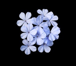 White plumbago, Cape leadwort, Close up blue small flowers bouquet isolated on black background. Top view blue flowers bunch.