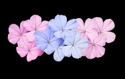 White plumbago, Cape leadwort, Close up small blue and pink bouquet flowers isolated on black background. Top view of blooming blue and pink flowers bunch.