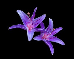 Lily or Easter Lily flower. Close up blue-purple single flower bouquet isolated on black background. The side of blue-purple flower branch.