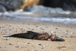 Partially eaten carcass of a small porpoise lying on a sandy beach with ribcage exposed